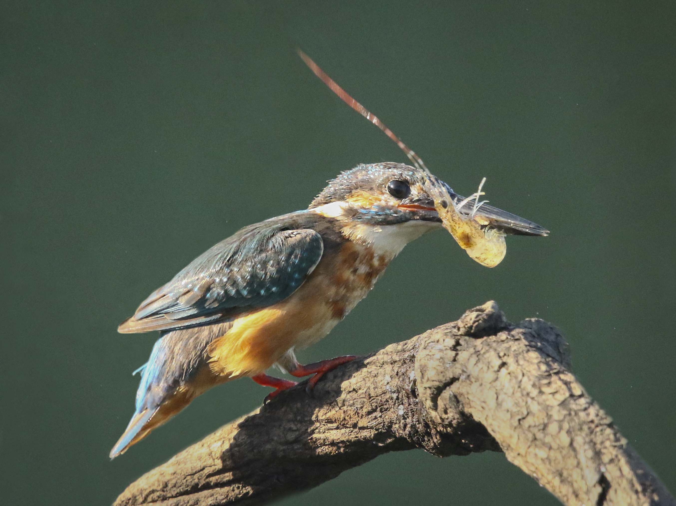 There are about 90 species of kingfisher around the world, 12 of which are found in Viet Nam.