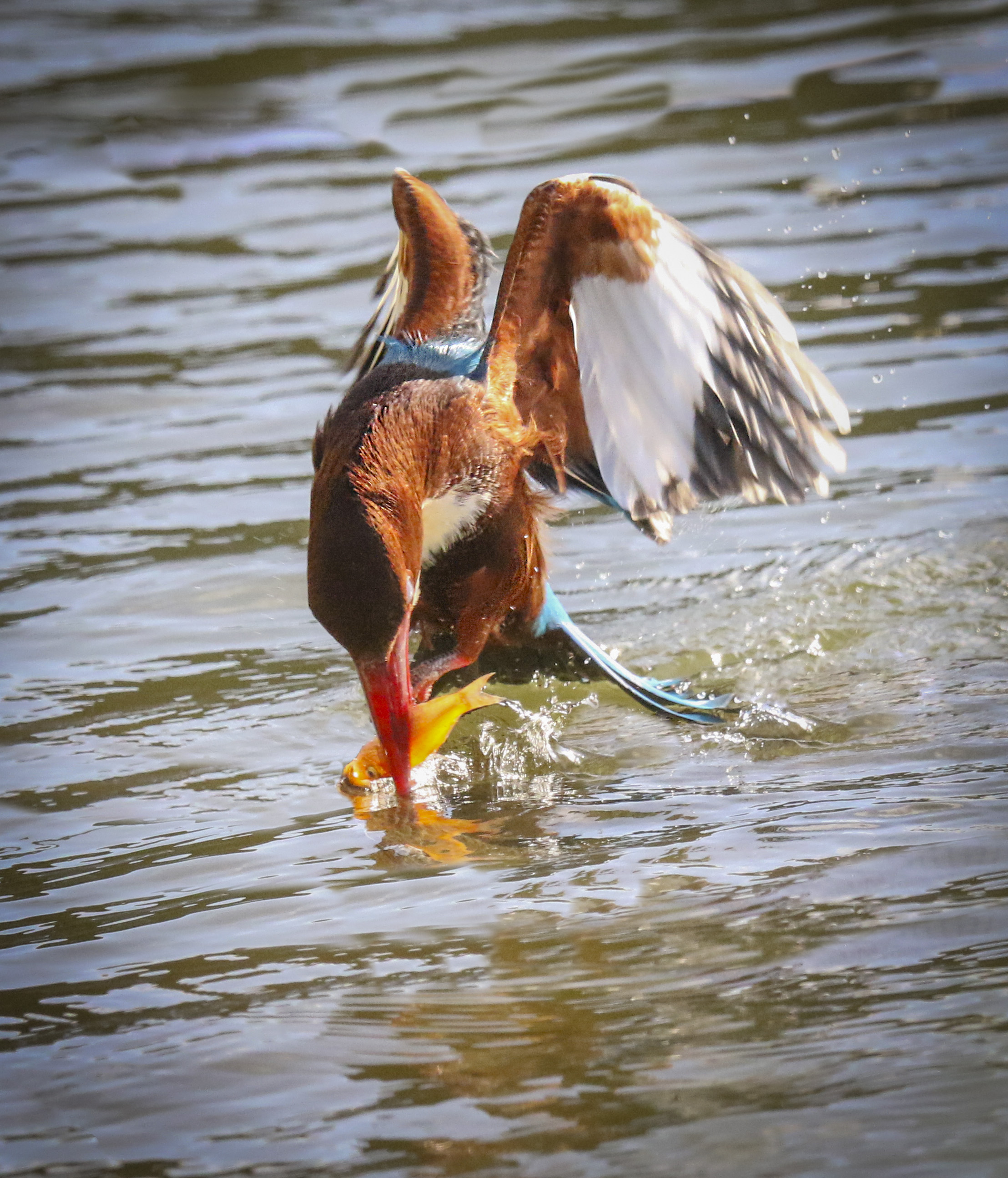 This type of predators has special eyes which can see through the water