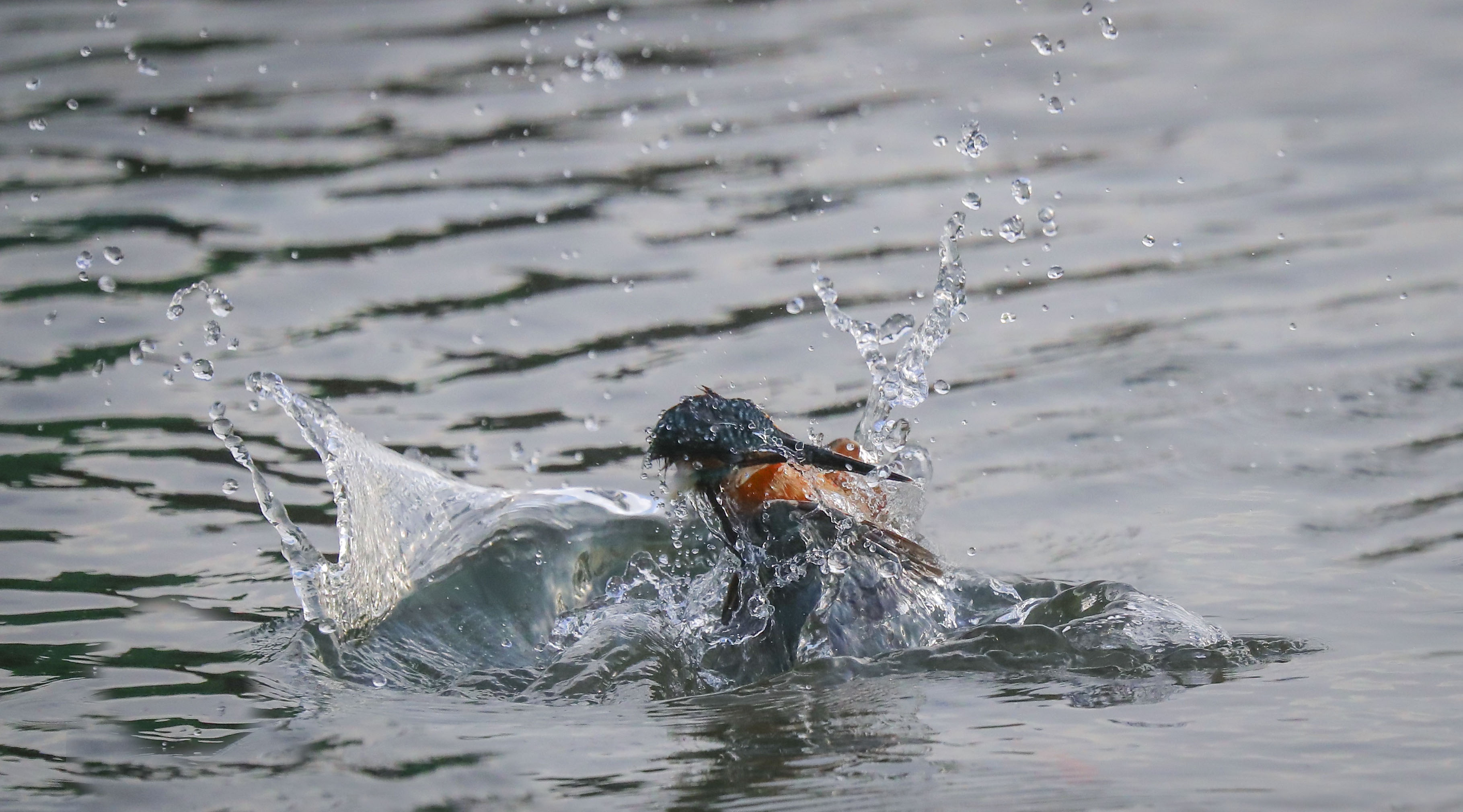 Kingfishers can dive into the water at a depth of 10m to catch fish