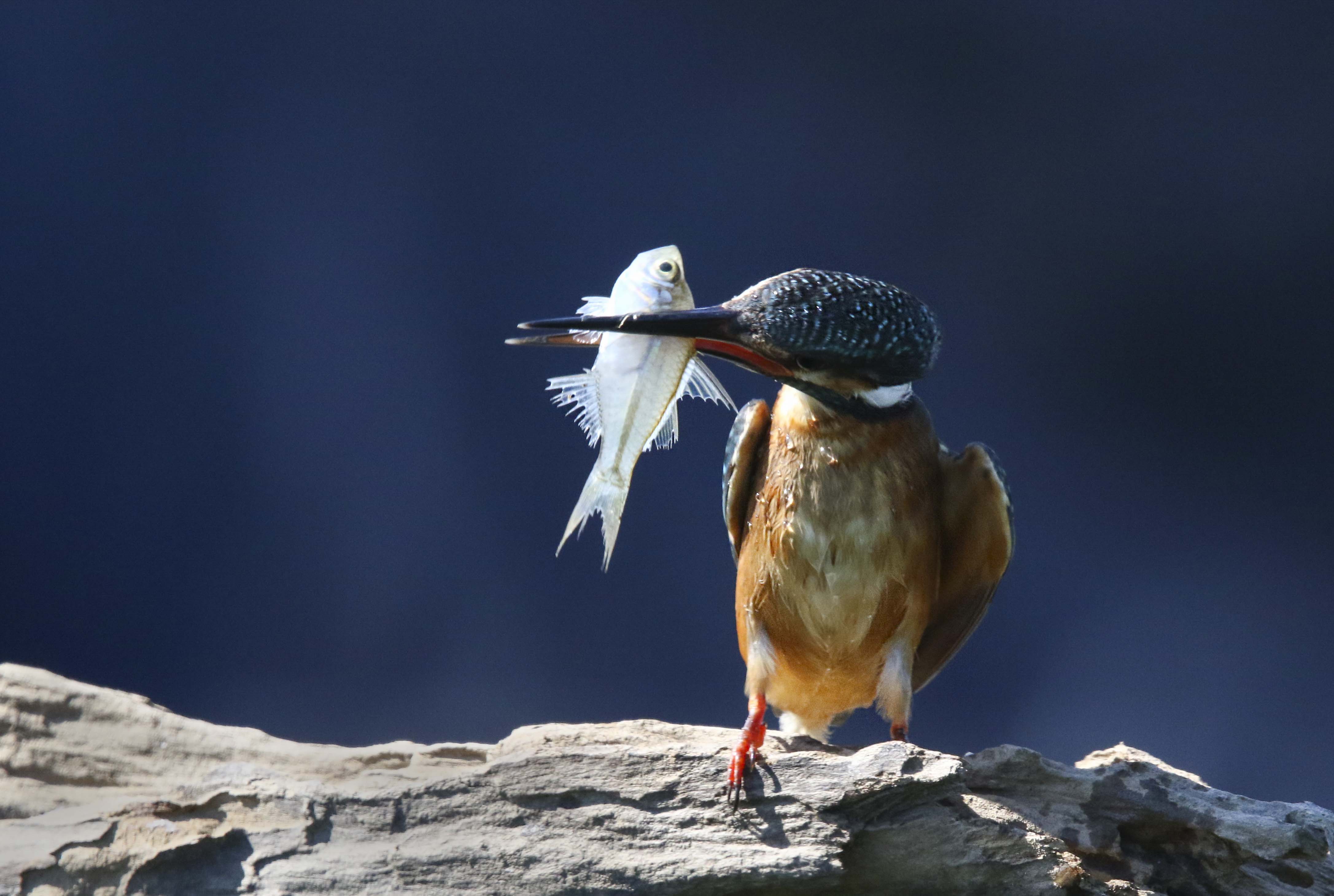 Kingfishers eat mostly small fish, and such aquatic insects as dragonfly larvae and water beetles