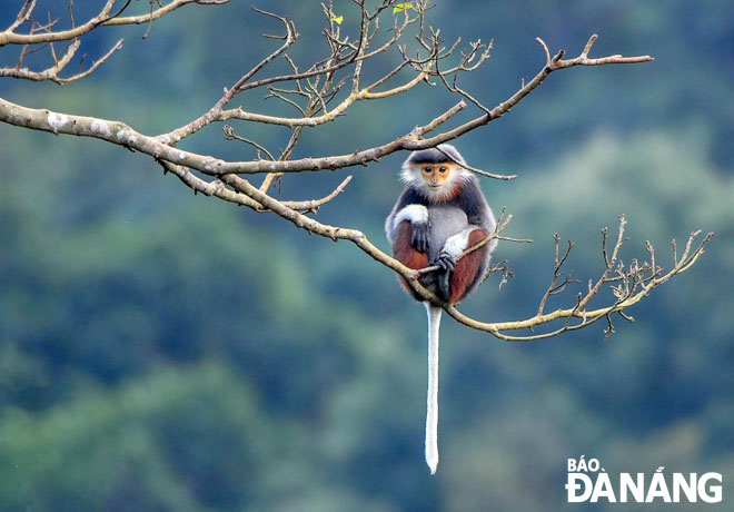 An image of a cute little red-shanked douc largur taken by Hoang Chi Dung