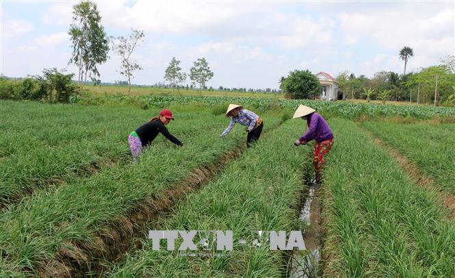 Để thích ứng với khô hạn, nhiều diện tích trồng lúa, mía… kém hiệu quả ở các huyện Mỹ Tú, Long Phú, Cù Lao Dung (Sóc Trăng) đã được chuyển sang trồng cây ăn quả hoặc rau màu. Ảnh: Trung Hiếu/TTXVN