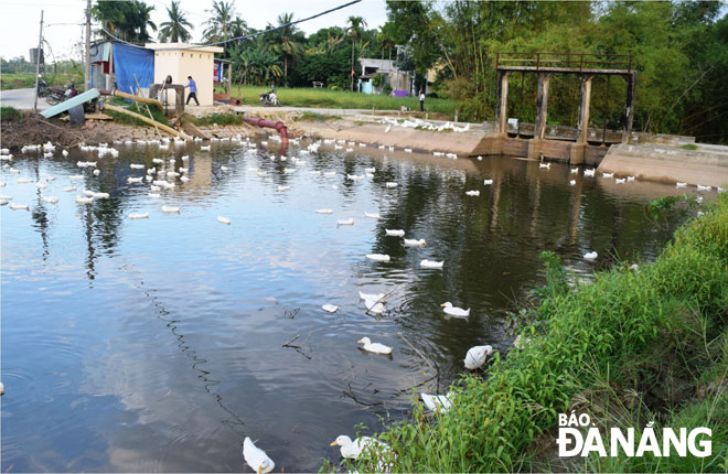 Đập dâng Phước Hưng (ảnh) đã ở dưới mực nước chết, Công ty TNHH MTV Khai thác thủy lợi Đà Nẵng đã lắp đặt thêm trạm bơm hút trữ lượng nước còn lại để tưới cho lúa. 