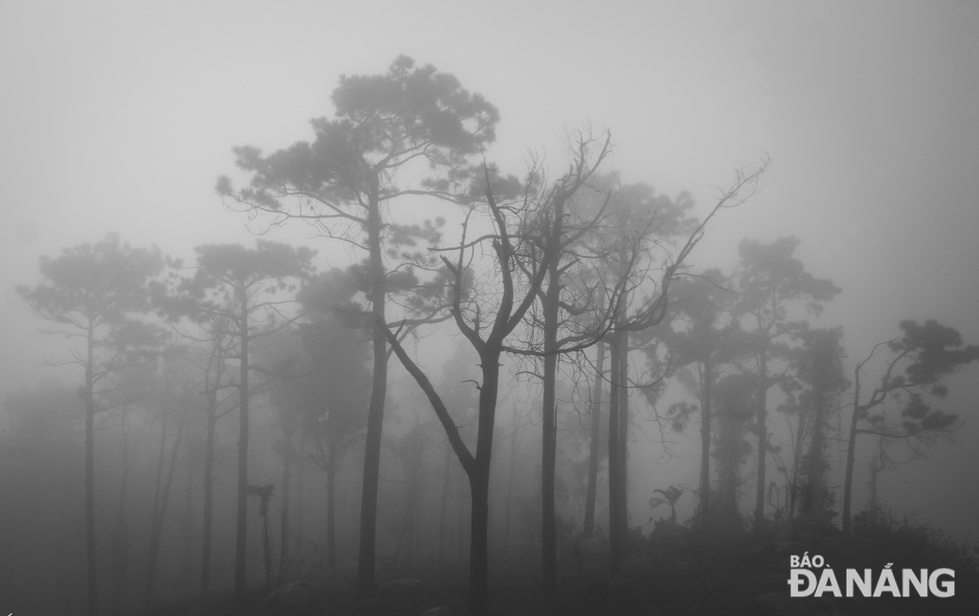 The Nam Hai Van pine forest