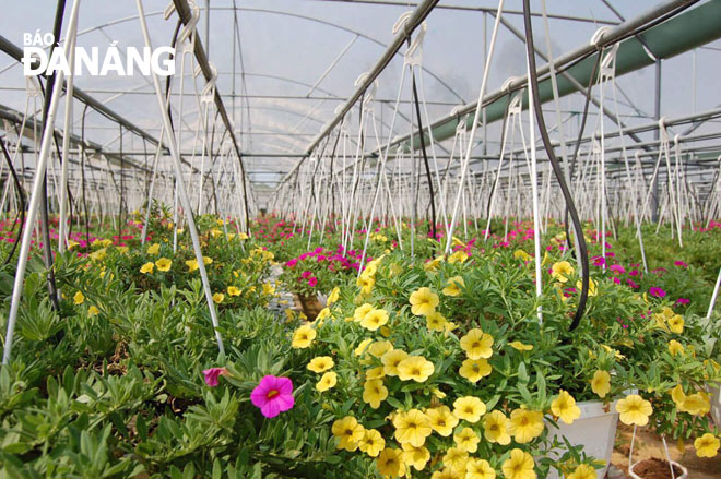 The production of hanging flower baskets made in Duong Son Village, Hoa Chau Commune, Hoa Vang District has generated high economic values.