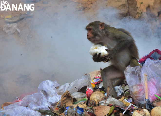 Khỉ vào chùa Linh Ứng kiếm thức ăn