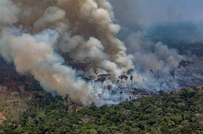 Lãnh đạo Nhóm G7 nhất trí chi khẩn cấp 20 triệu USD cứu rừng Amazon