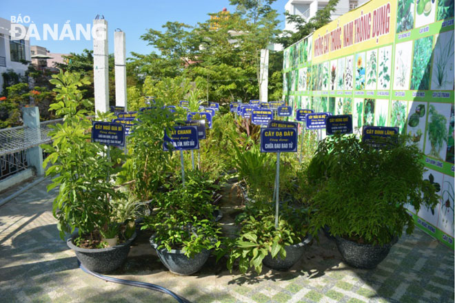 Vườn thuốc nam mẫu trên sân thượng của Hội Đông y thành phố Đà Nẵng.