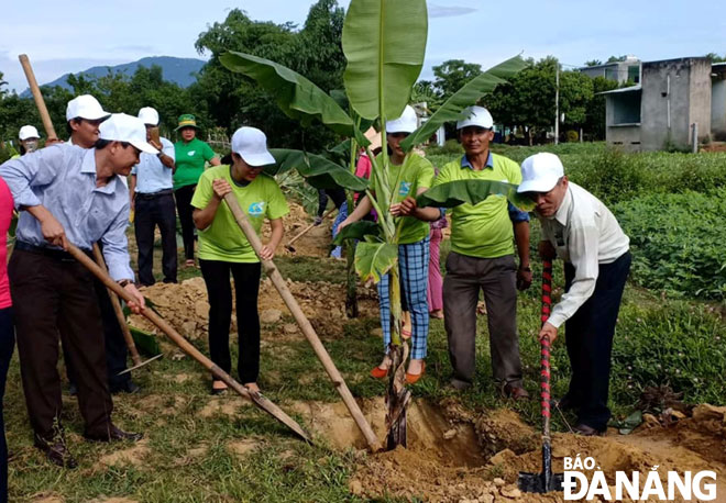 Người dân thôn Thái Lai vừa ra quân trồng 300 cây chuối nhằm lấy lá gói thực phẩm, rau củ. 