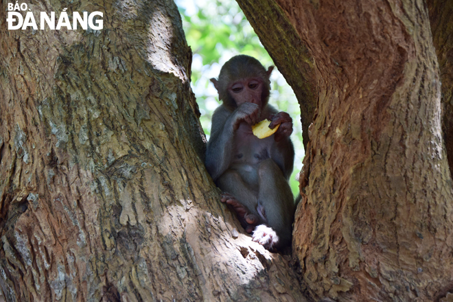 Việc du khách thường xuyên cho khỉ ăn tạo nên tập tính xấu cho loài khỉ ở Sơn Trà