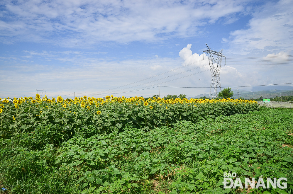 The sunflower garden was officially opened to the public in May