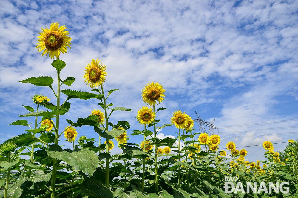 According to Mr Nguyen Huu Thinh, the Director of the Tam An Farm Co., Ltd., the creation of the sunflower garden initially helps to protect fruit and vegetables from harmful insects.