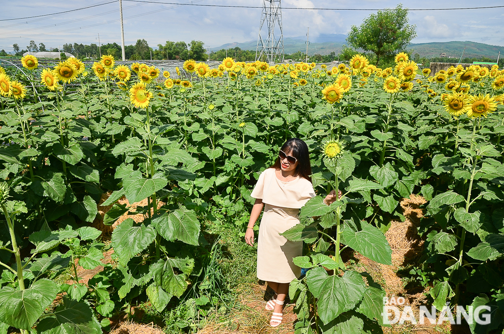   The image of the eye-catching sunflower garden has gone on rival on social networks in recent times, inspiring a growing number of locals and visitors to come here. Mr Thinh has decided to turn this sunflower garden into an ideal place for those who like enjoying relaxing moments and taking photos with the blooms. The venue receives an average of 500 visitors per day.