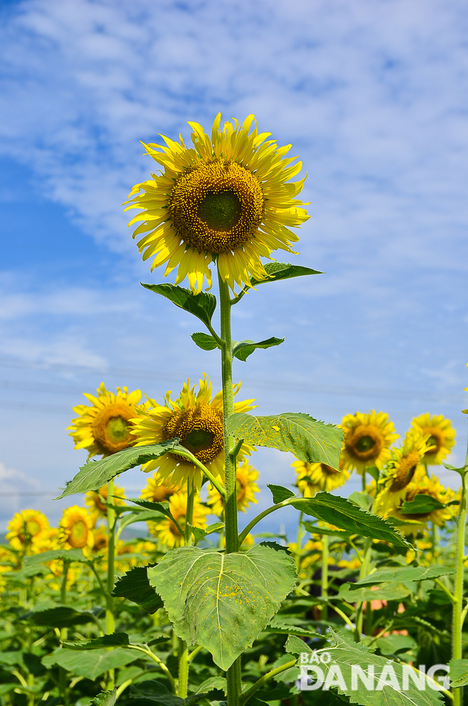  Sunflowers grown at the Tam An Farm can be taller than a human being