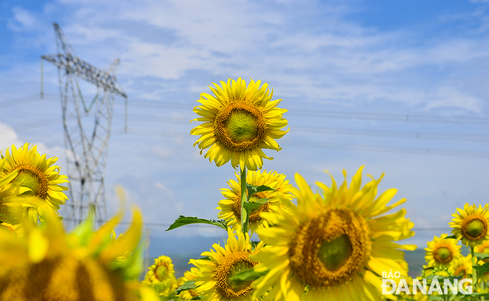 Sunflowers in full bloom are seen looking upon the sun