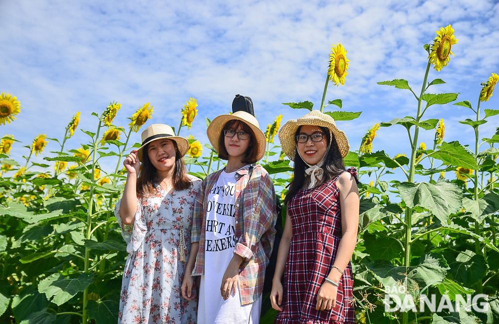  Young people from Da Nang and the neighbouring province of Quang Nam like taking photos with the blooms