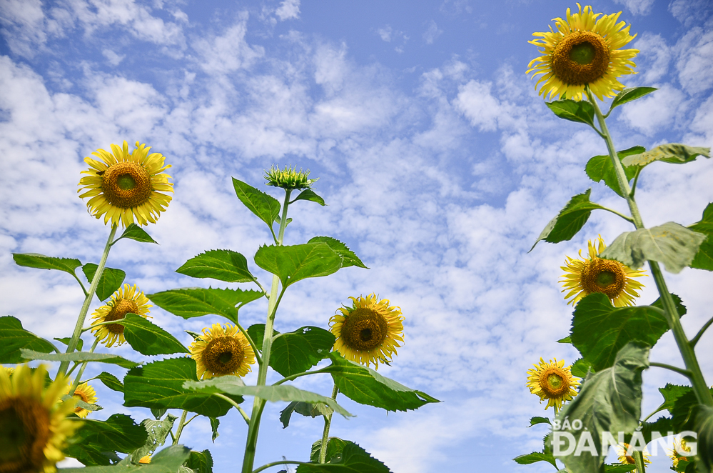 According to Mr Thinh, the growing of sunflowers contributes to balancing the ecosystem in the local agricultural cultivation areas because it can reduce the insect damage to crops here.