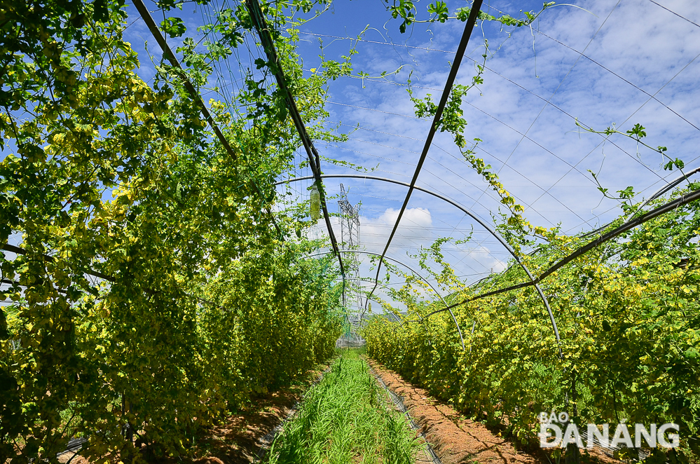  Aside from the highly inviting sunflower garden, fruit and vegetable growing areas, covering a total area of nearly 4 ha at the Tam An Farm, are also much favoured by many visitors.