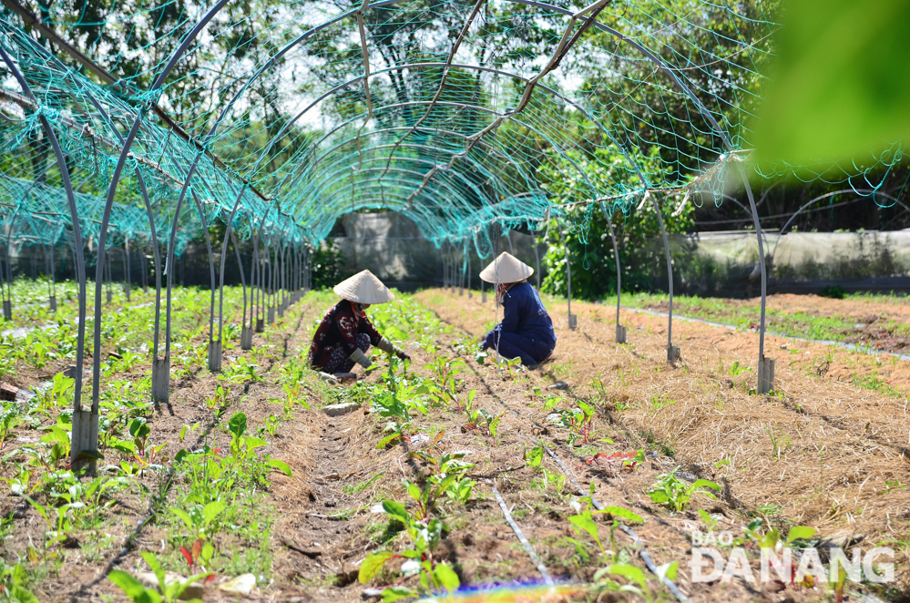  Since its inception in 2014, the Tam An Farm has maintained its stable operation, ensuring clean agricultural products for consumption in Da Nang.