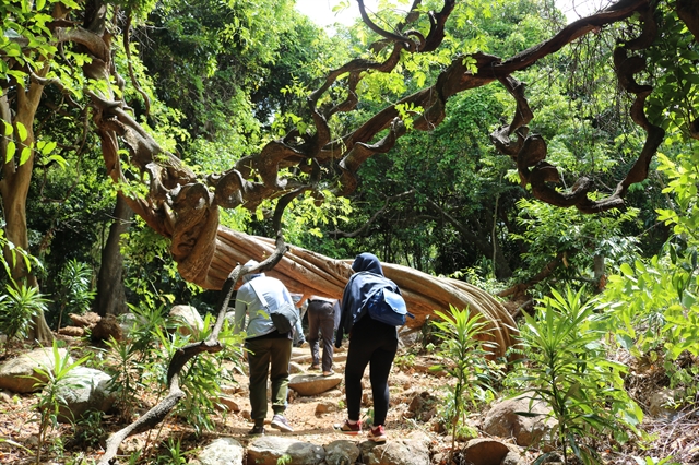 Visitors explore the primary forest in the Sơn Trà Nature Reserve. The site is an ideal place for the nature education centre for school students. — VNS Photo Hương Quỳnh  Read more at http://vietnamnews.vn/environment/524028/forest-school-opens-in-da-nang.html#syup8P1hi7QAT6Qv.99