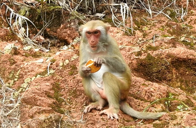 A monkey on the Son Tra Peninsula eats a cookie.