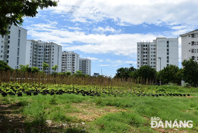 Green trees will be planted, whilst an artificial lake, a square and a mini football pitch will be built on vacant land near Phong Bac apartment buildings 