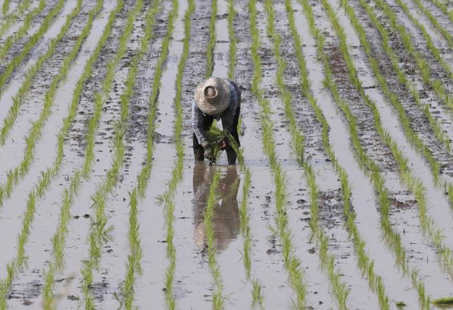 Farmer plants rice in a paddy field in Thailand's Nakhonsawan province  (Photo: Reuters)