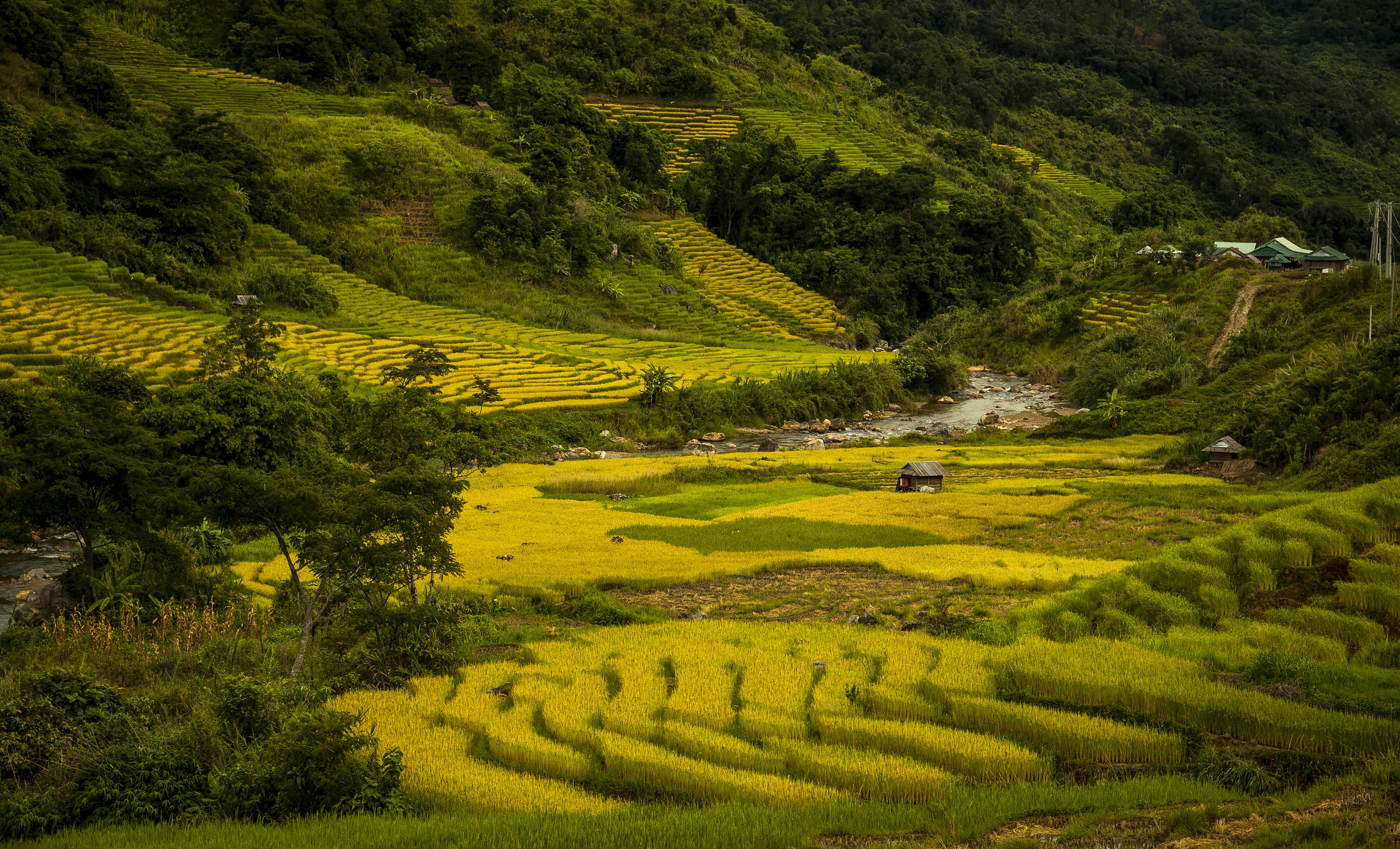 Unlike northwest mountainous areas, terraced fields in Ngoc Linh Commune are smaller and adjacent to hillsides