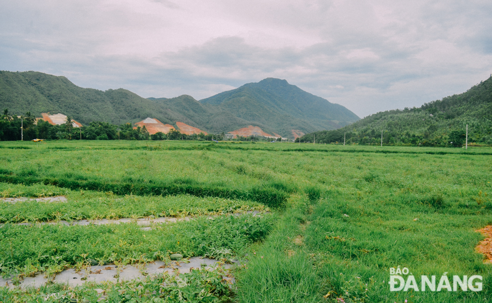 A rice paddy field in Truong Dinh Village, Hoa Lien Commune, looks gorgeous in its lush greenery.