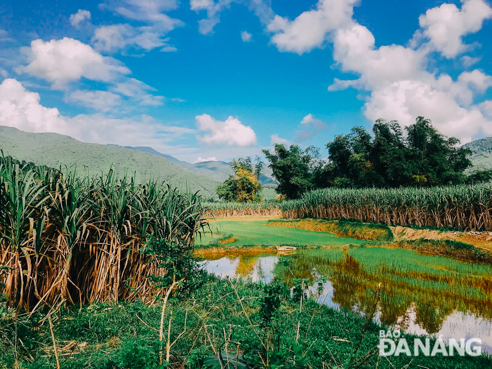  Sugar cane fields stretching along the both banks of the Cu De River 