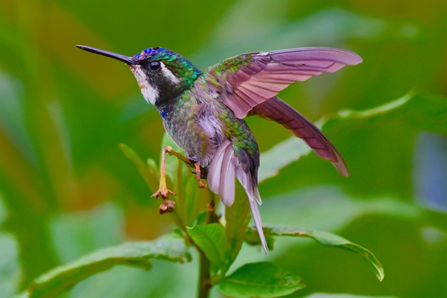 A photo of a hummingbird in Costa Rica taken by Alexander Yates. Read more at http://vietnamnews.vn/life-style/534691/american-writer-settles-down-in-viet-nam-after-travelling-to-70-countries.html#l2ZPfbrePosaBWhM.99