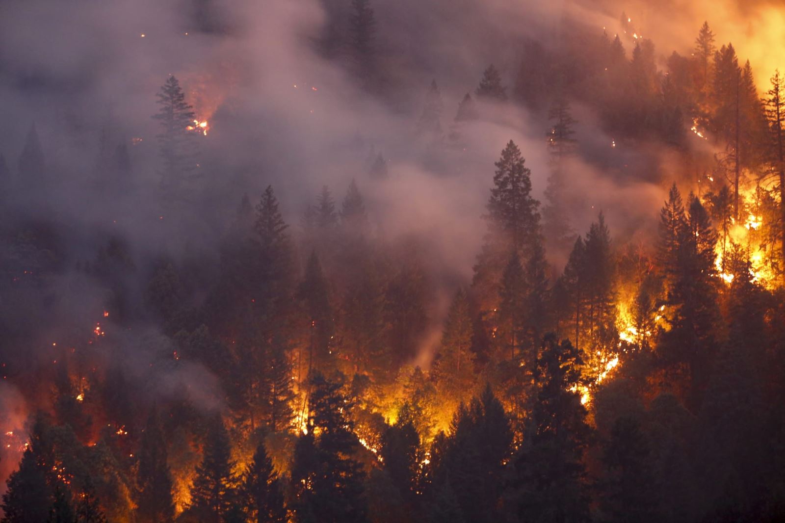 Cháy rừng ngày 30-7-2018 ở phía Tây Redding, California. Ảnh: Getty Images