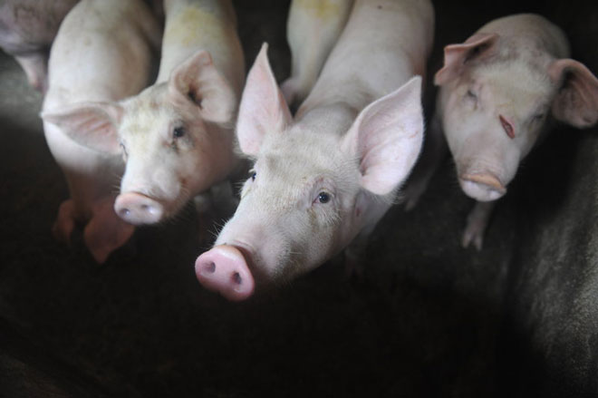 Dịch tả lợn châu Phi đe dọa an ninh lương thực