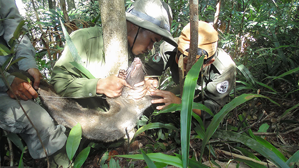 Xử lý nghiêm hành vi đặt bẫy động vật rừng Sơn Trà