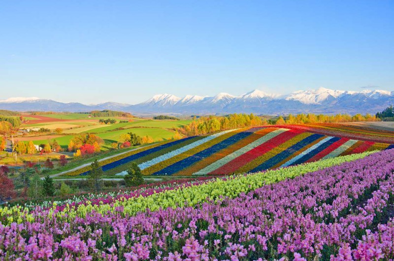 Mê mẩn vẻ đẹp của những cánh đồng hoa trên khắp thế giới