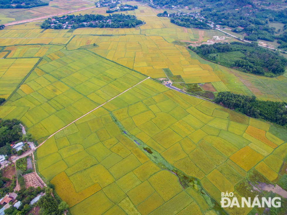 Rice paddy fields lie next to one another make up of neatly arranged chessboard patterns.