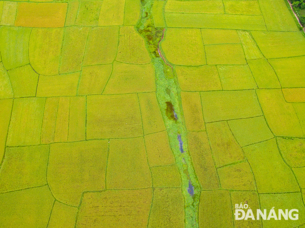   The rice fields, seen from above, look like a giant velvet carpet