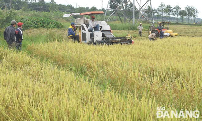 Nhiều nông dân ra đồng tất bật thu hoạch lúa hè thu vào sáng 2-9.