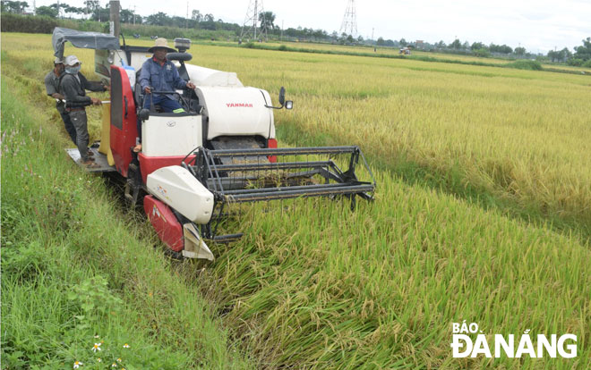 Nông dân huyện Hòa Vang tất bật gặt lúa hè thu để tránh thiệt hại do mưa lớn. 
