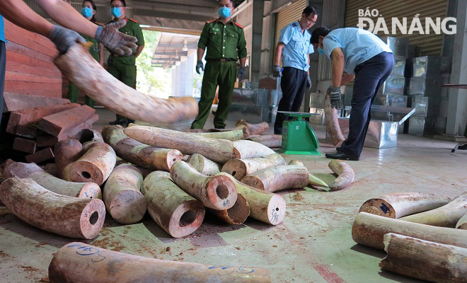  Customs officials examining tusks taken from a shipping container