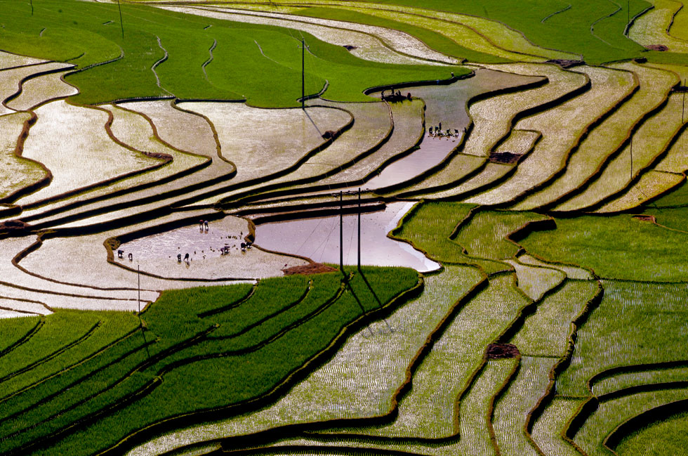 ‘Mua Cay O Mu Cang Chai, Yen Bai’ (Rice harvest season in Yen Bai Province’s Mu Cang Chai Mountainous District) by Ong Van Sinh