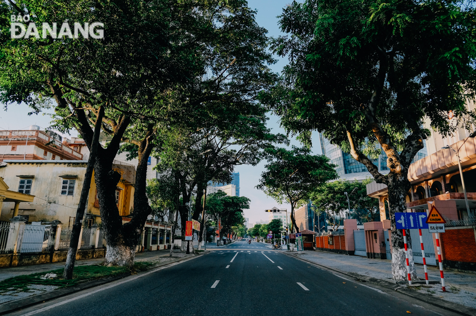  Rows of perennial trees standing peacefully along Tran Phu Street