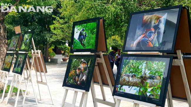 Các tác phẩm phản ánh đa dạng đời sống của Voọc chà vá chân nâu trên bán đảo Sơn Trà.