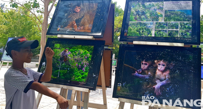 A lot of visitors are very interested in the displayed photos. A boy is pictured imitating how a douc langur picks flowers.