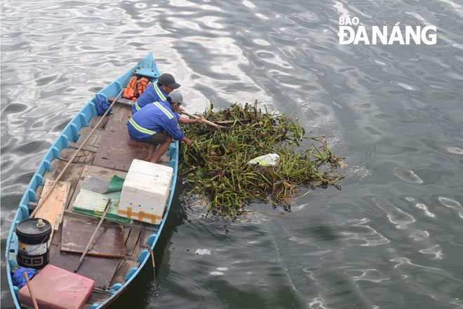 Công ty CP Môi trường đô thị Đà Nẵng thu gom bèo, rác từ thượng nguồn trôi về sông Hàn. Ảnh: HOÀNG HIỆP