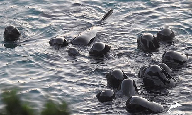 Đàn cá voi bơi xúm lại gần nhau chờ chết. Ảnh: Dolphin Project.