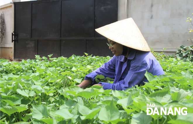 Nhờ nguồn vốn vay từ quỹ trợ vốn, chị Phan Thị Diễm (quận Cẩm Lệ) phát triển vườn rau sạch, giúp tăng thêm thu nhập cho gia đình.