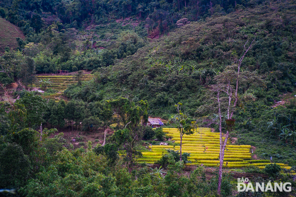 Some yellow rice paddy fields in the middle of the jungle