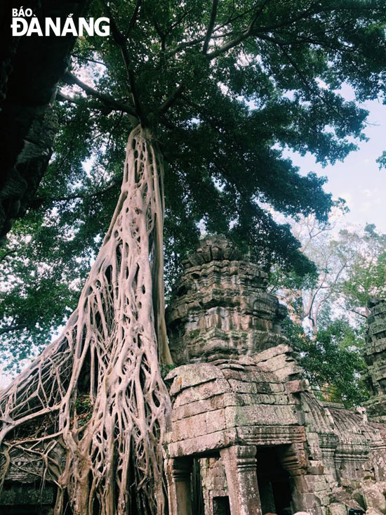 Ngôi đền Ta Prohm mang lại cho du khách màu sắc lãng mạn với hình ảnh cây chung thủy rễ quấn quýt lấy nhau, cắm sâu vào lòng đất. Người dân Campuchia tin rằng, các cặp tình nhân nếu đến dưới gốc cây cầu nguyện sẽ yêu nhau đến trọn đời.