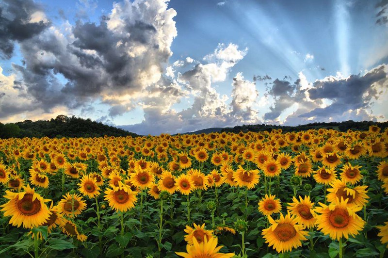 Cánh đồng hoa hướng dương ở Tuscany, Italy: Mùa hoa hướng dương bắt đầu từ tháng 6 đến khoảng giữa tháng 7. Khi đó, những bông hoa sẽ nở rực rỡ tạo nên khung cảnh vô cùng ấn tượng